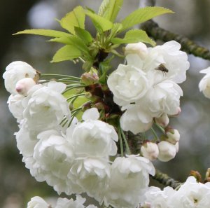 Вишня Альба Плена цвіте два-три тижні. Плоди не зав’язуються. Кущ виростає заввишки два метри