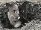 Эта кошка породы Британской короткошерстной, родилась во Франции.