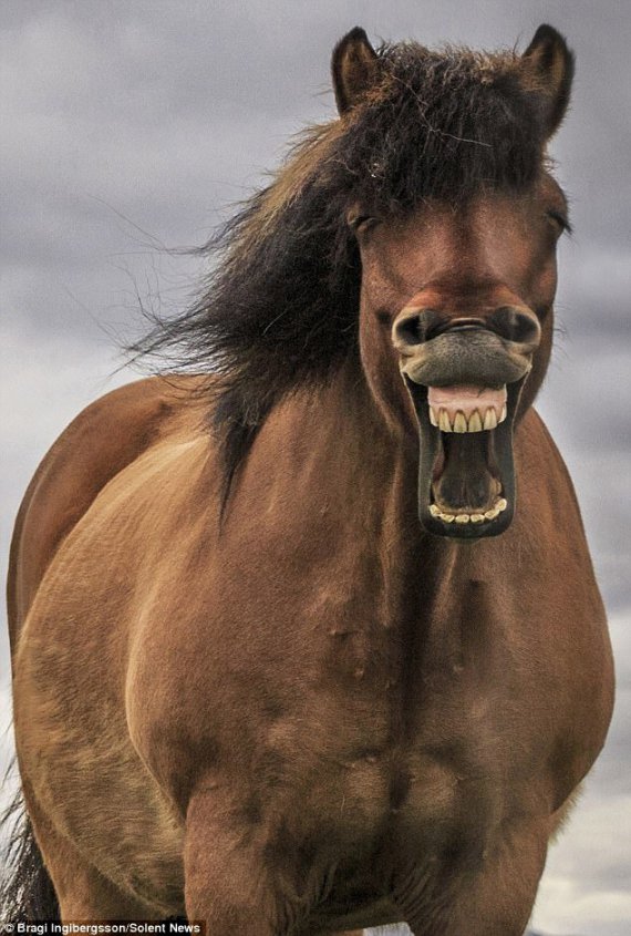Конь с необычайной мимикой стал новой звездой интернета