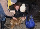 Зоозащитники забрали спасенных животных домой