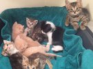 Ханна Шоу виходжує покинутих кошенят, які народжуються від нестерилізованих кішок