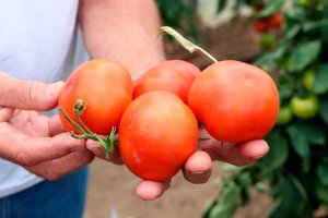 Посіяні у торф’яні стаканчики помідори достигають на 10 днів раніше. Розсаду не пікірують, тому не пошкоджується коріння