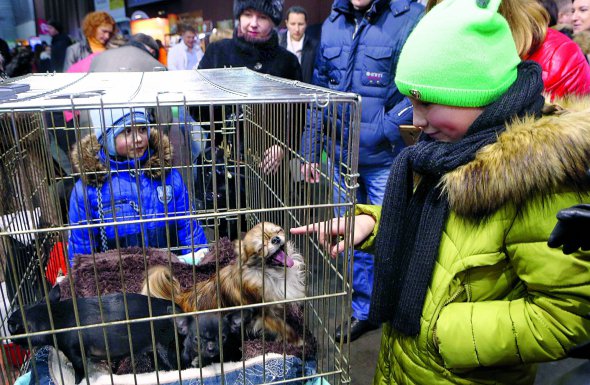 Виставка собак різних порід відбулася 24–25 лютого в столичному центрі ”КиївЕкспоПлаза”. Відвідувачам дозволяли гладити тварин і гратися з ними. Вхід на захід був безкоштовним
