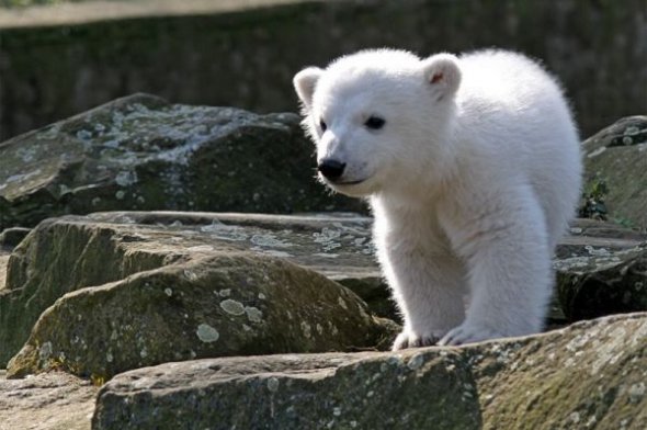 Білі і пухнасті: 27 лютого День білого ведмедя святкують у всьому світі, щоб зберегти цих тварин