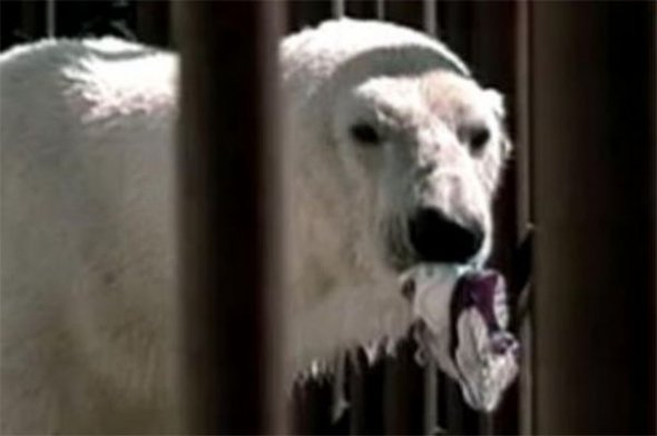 Белые и пушистые: 27 февраля День белого медведя празднуют во всем мире, чтоб защитить этих зверей от исчезновения