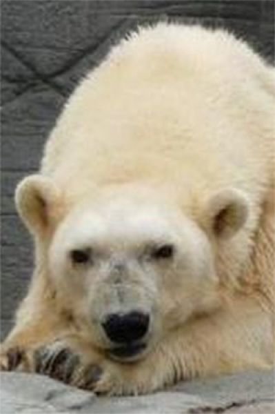 Білі і пухнасті: 27 лютого День білого ведмедя святкують у всьому світі, щоб зберегти цих тварин