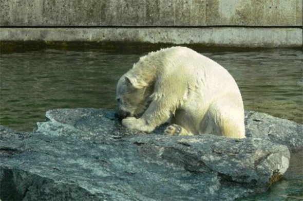 Белые и пушистые: 27 февраля День белого медведя празднуют во всем мире, чтоб защитить этих зверей от исчезновения