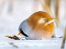 Осі Саарінен здивував зимовими фото птахів