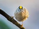 Оси Сааринен удивил зимними фото птиц