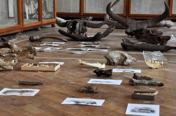 Кістки викопних тварин Льодовикового періоду. 