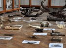 Кістки викопних тварин Льодовикового періоду. 