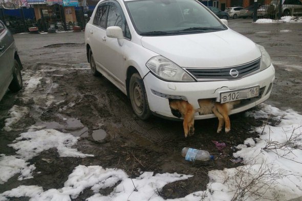 По словам очевидцев, сразу после наезда собака была еще жива, но водитель не попытался спасти животное и вытащить ее из бампера