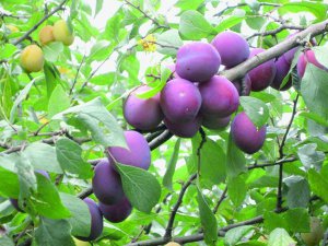 Алича Вілора  дає врожай у середині серпня. Плоди мають фіолетово-бордовий колір, на смак кисло-солодкі. Зовні сорт нагадує сливу, а за смаком — аличу