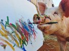 Свинья Пикассо любит макать кисть в краску и водить ею по холсту. Ее картины стоят 2000 долларов 