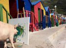 Свинья Пикассо любит макать кисть в краску и водить ею по холсту. Ее картины стоят 2000 долларов 