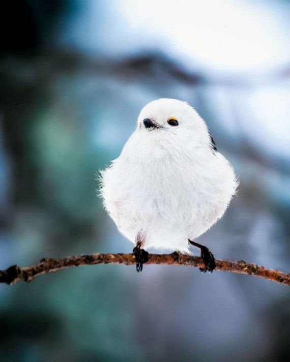 Фотограф з Фінляндії зробив незвичайні фото птахів