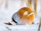 Фотораф из Финляндии сделал необычные фото птиц