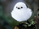 Фотораф из Финляндии сделал необычные фото птиц