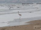 Одинокий фламинго бродит по пляжу в Феодосии.