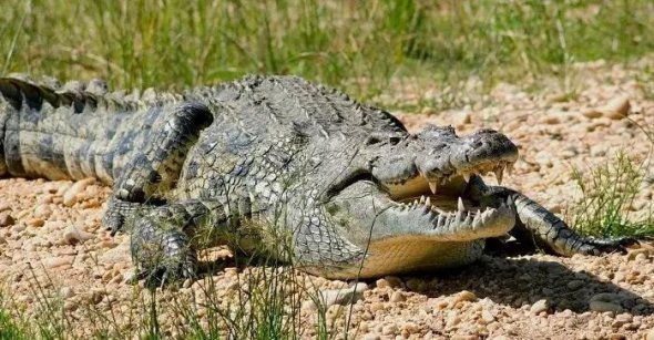В Индонезии высокий процент трагических случаев между людьми и крокодилами