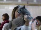 В выставке приняли участие около 250 кошек 30-ти разных пород