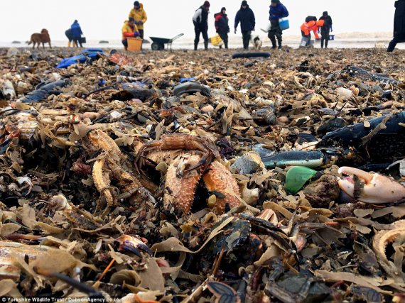 Из-за урагана Эмма на берег восточного Йоркшира вынесло тонны морских созданий