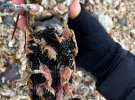 Из-за урагана Эмма на берег восточного Йоркшира вынесло тонны морских созданий