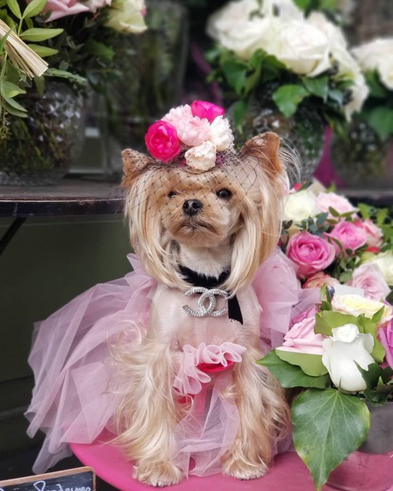 Собаку Лолу Саншайн на Тижні моди в Парижі визнали найстильнішою твариною