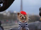 Собаку Лолу Саншайн на Тижні моди в Парижі визнали найстильнішою твариною
