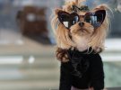 Собаку Лолу Саншайн на Неделе моды в Париже признали самым стильным животным