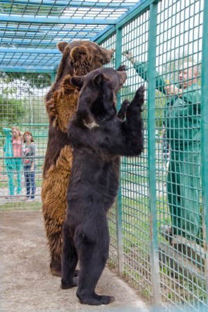 У Вінниці збудують міцні вольєри для ведмедів вартістю 10 мільйонів гривень. Фото: vinagrolis.com