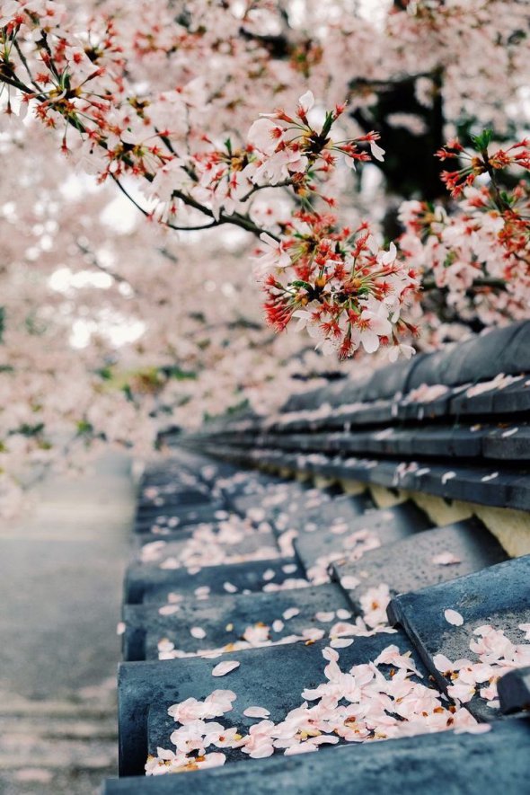 В японском Киото в апреле стоит посетить сады сакуры и бамбуковые заросли