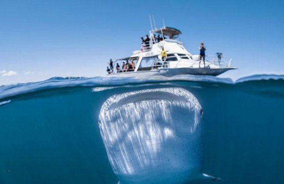 Китовая акула сопровождала туристический катер почти час