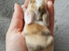 Крошечные зайчата, которые растопят любое сердце