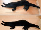 Снимки, которые участвуют флешмобе, сопровождаются фразой "Вытягивание кошек во всей Японии"