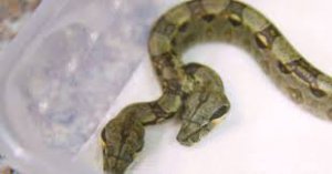 В США нашли двуглавую змею