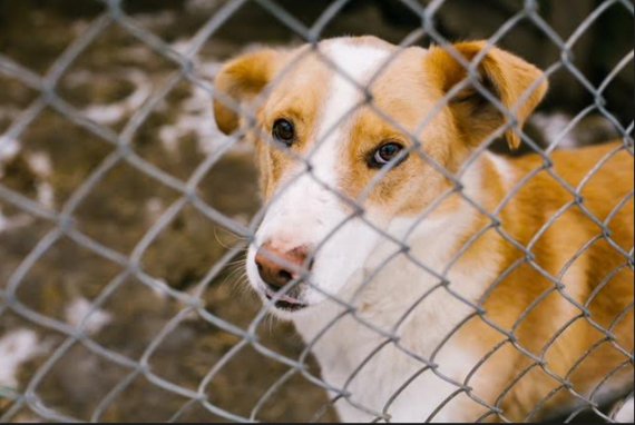 Притулок бездомних тварин Сіріус, який є одним з найбільших в Європі. Фото: надане представниками притулку