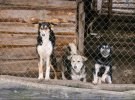 Притулок бездомних тварин Сіріус, який є одним з найбільших в Європі. Фото: надане представниками притулку