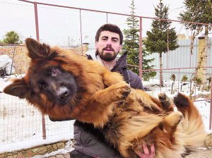 Михайло Бойко тримає свого пса Бантика після викрадення. Годує його сметаною, домашнім сиром, м’ясом та яйцями
