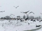 Замерзшие аисты в селе Пукасовцы, Галицком районе Ивано-Франковской области