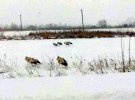 Замерзлі лелеки в місті Глиняни, що в 50 км від Львова