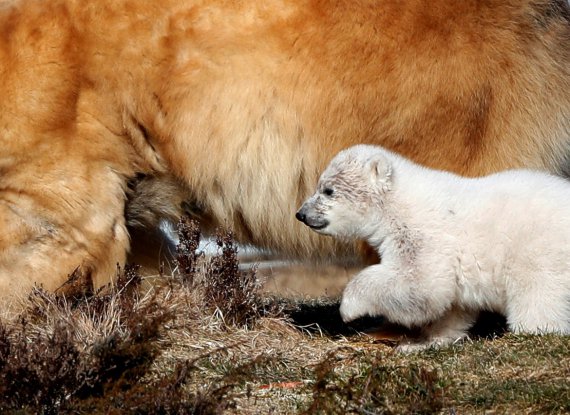 Біле ведмежа, що вперше народилося у Великобританії за 25 років, вийшов на прогулянку парку дикої природи Highland Wildlife Park