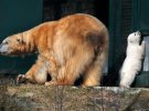 Біле ведмежа, що вперше народилося у Великобританії за 25 років, вийшов на прогулянку парку дикої природи Highland Wildlife Park