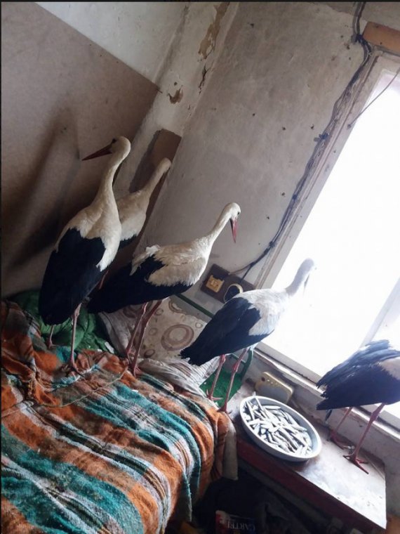 Сафет Халид из села Зарица, обл. Русе, Болгария, подбирал замерзших птиц и относил к себе домой, чтобы переждали холода в тепле