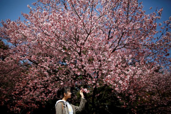 Цветение сакуры притягивает в Японию туристов со всего мира