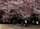 Цвітіння сакури притягує в Японію туристів з усього світу