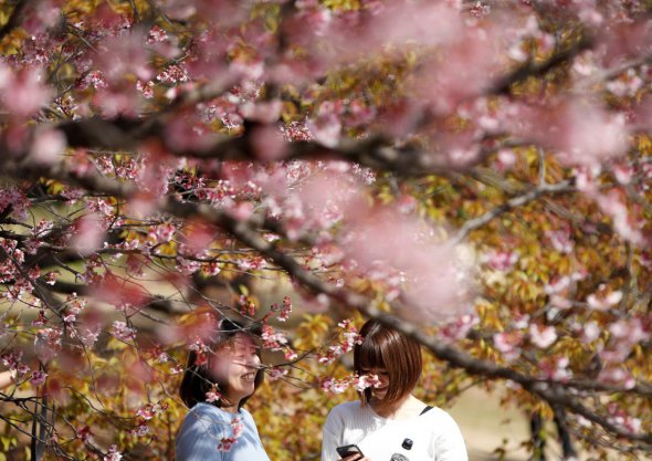 Цветение сакуры притягивает в Японию туристов со всего мира