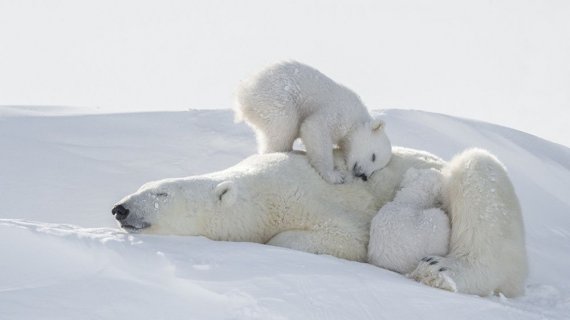 Первые фото медвежат делали на 50-градусном морозе