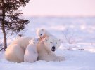 Первые фото медвежат делали на 50-градусном морозе