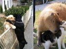 Зворушлива фотодобірка тварин, які дуже люблять обійматися